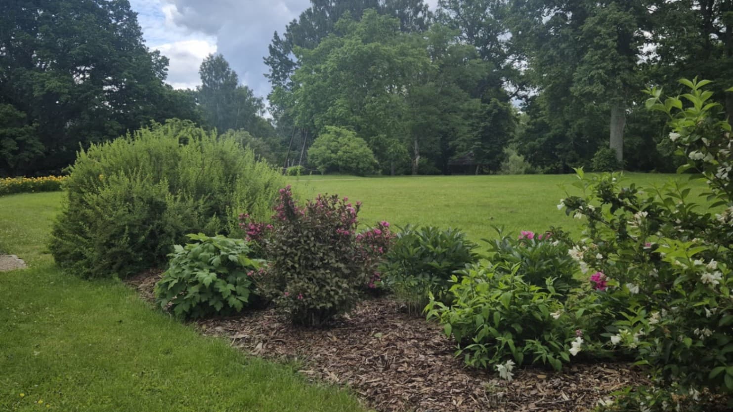 Plantings in the manor park with a mulched flower bed containing decorative flowering shrubs, peonies with pink blossoms and jasmines with white flowers. Behind the bed there is a wide lawn a