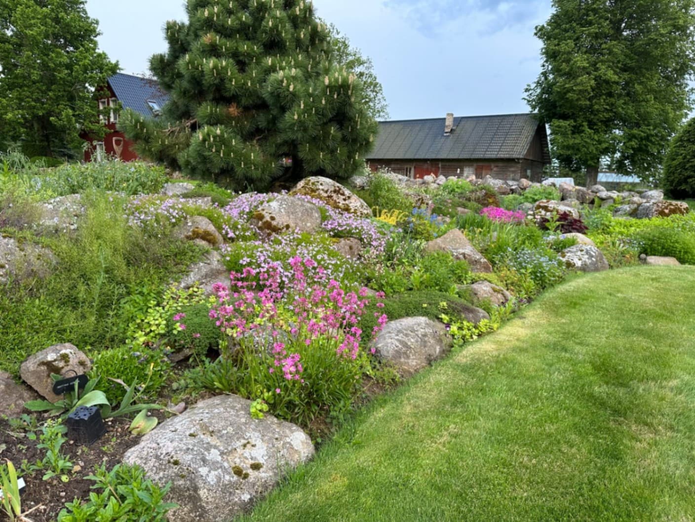A spring rock garden with large boulders and a pine as a backdrop – abundant pink, purple, and yellow blooms intertwine with low-growing cushion plants, creating a natural, layered compositio