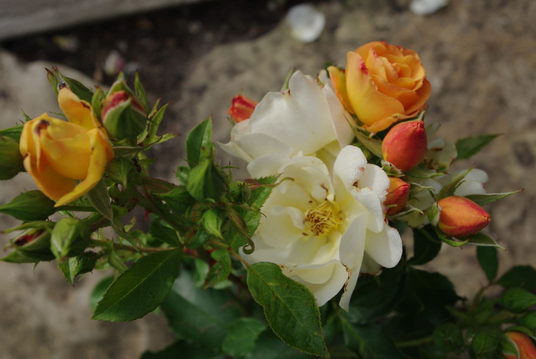 Panga Farm Rose Garden