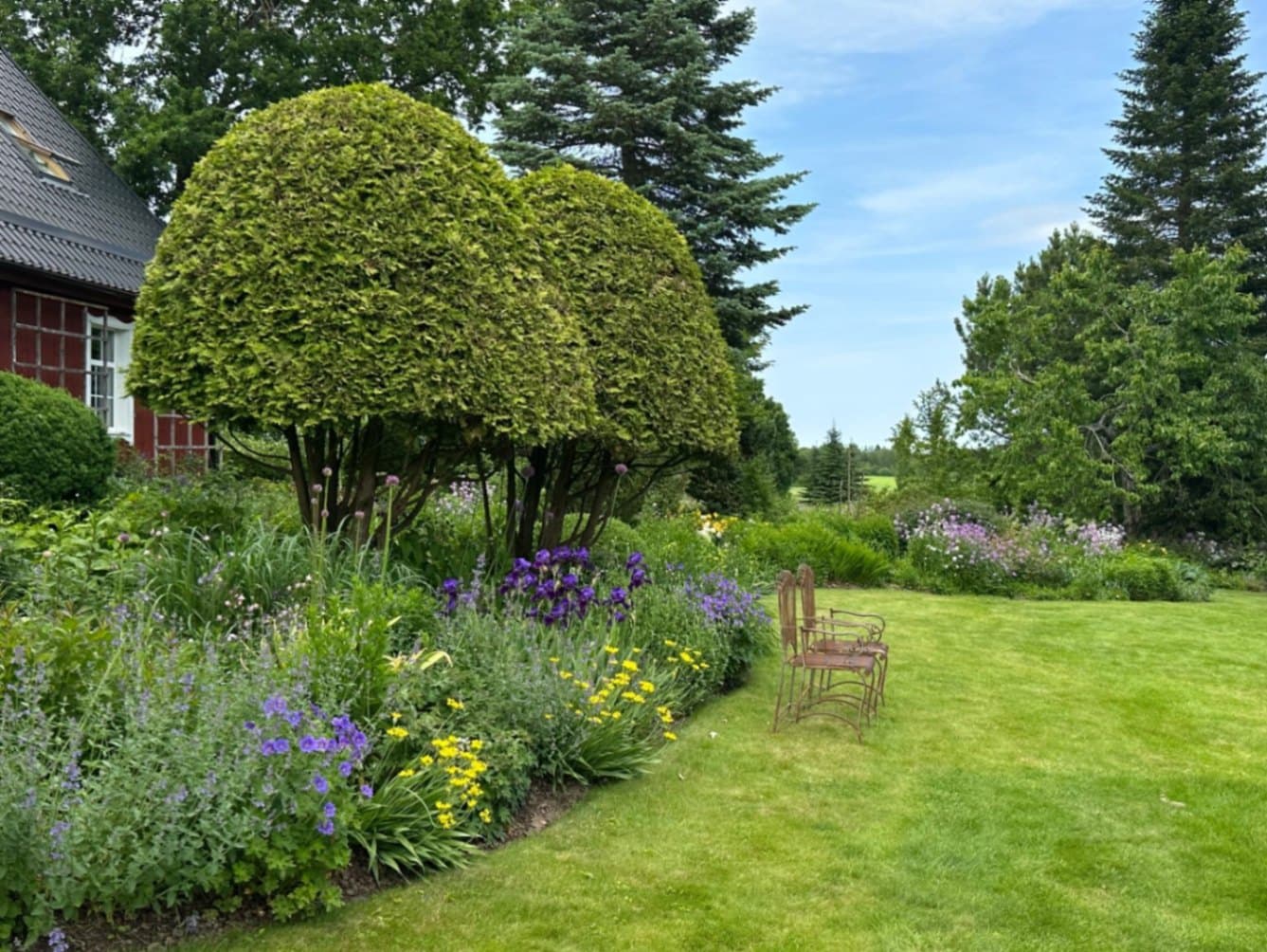 An elegant garden corner with sculpted arborvitae – beside them a lush perennial border in purple, yellow, and bluish tones, with a wide lawn edge and rustic metal garden chairs in the backgr