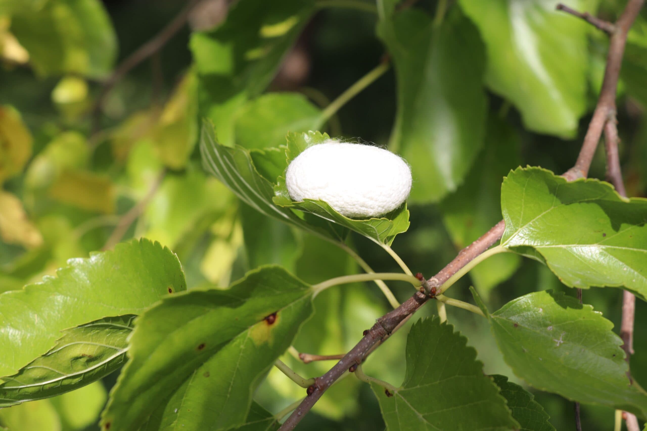 Cēre valge mooruspuu istandus