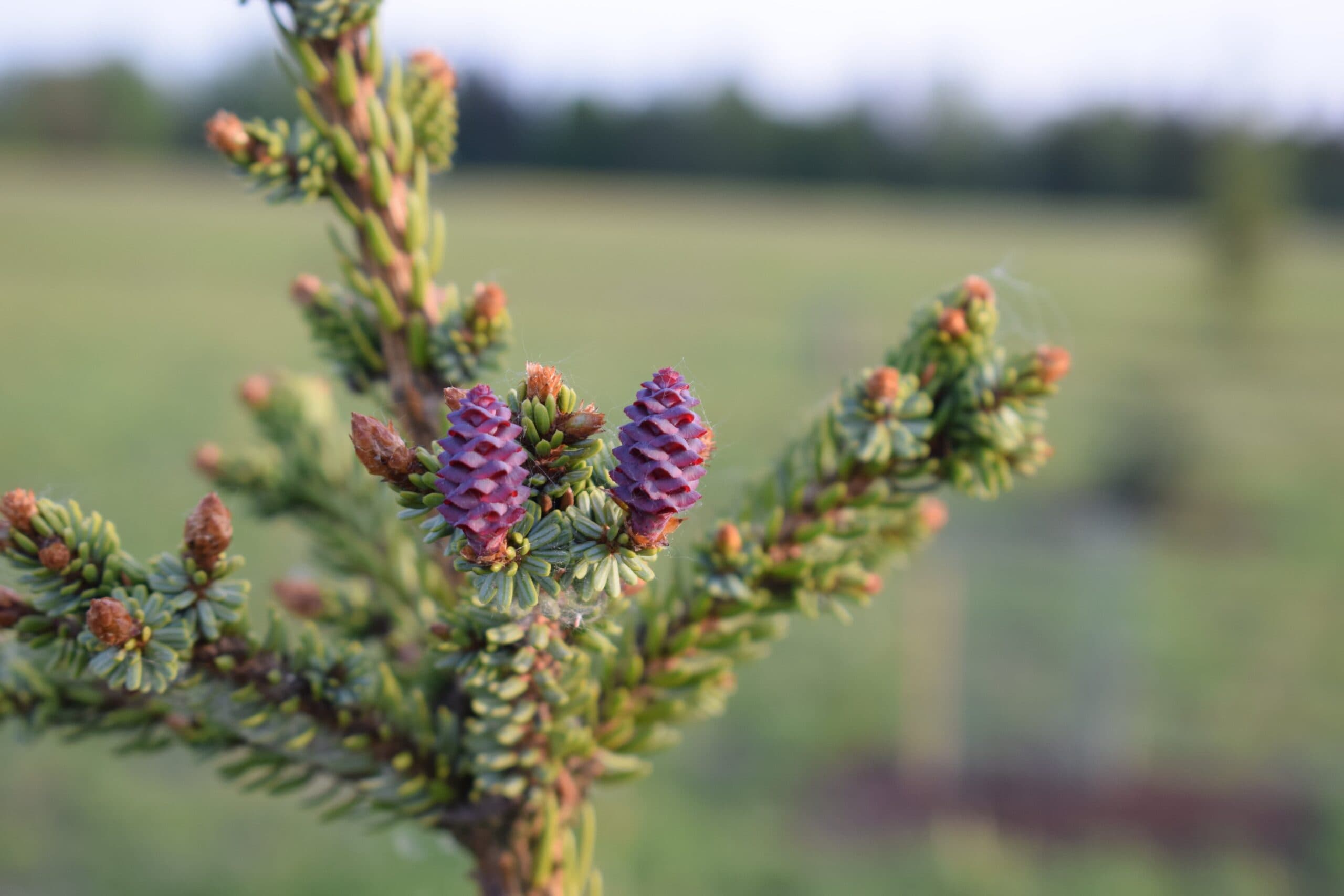 Rauna Collection Garden