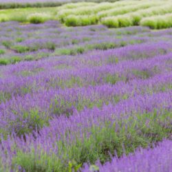 Lillas Lavender