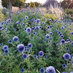 2-3 July: Open garden days at the Garden of Seven Winds, Muhu island, Estonia