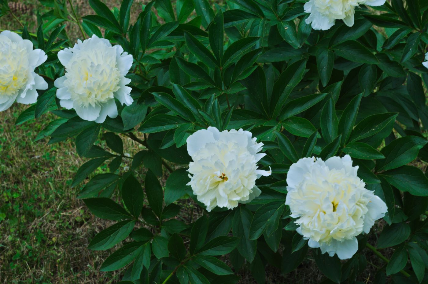 Peony The Thornless Rose Garden Pearls