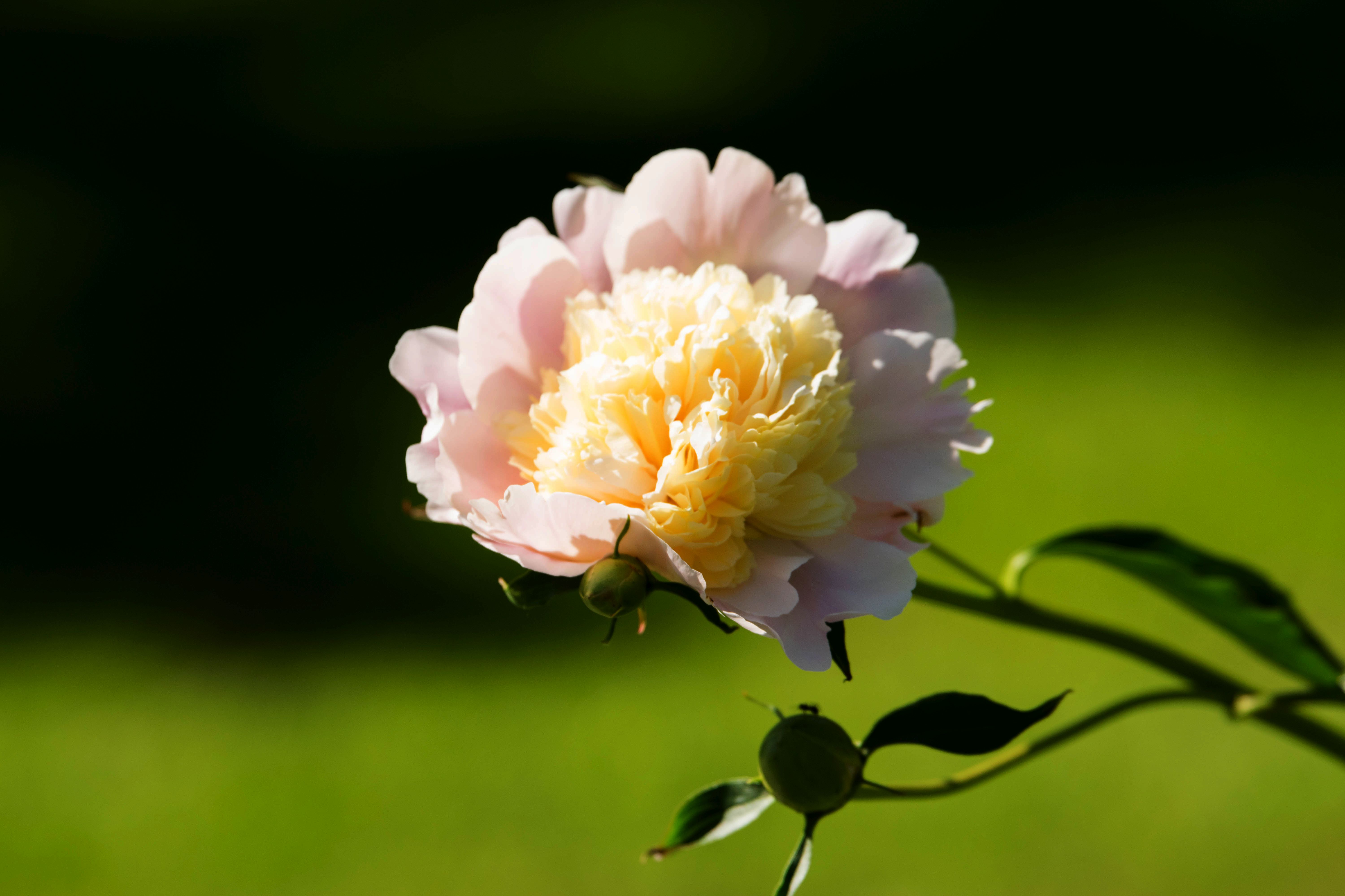 Peony The Thornless Rose Garden Pearls