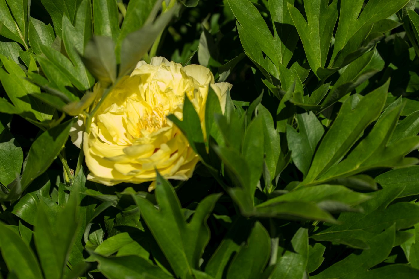 Peony The Thornless Rose Garden Pearls