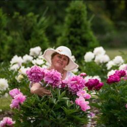13-15 JUNE: Kaevandi Garden Peony Day, Estonia