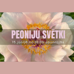 15.jūnijs: Peoniju svētki Jaunrūjās